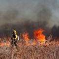 Understanding Wildfires: From Damage to Prevention