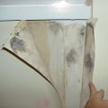 Mold Growth: Understanding the Effects and How to Handle It