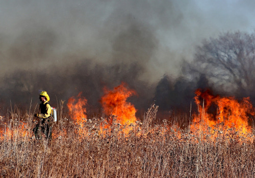 Understanding Wildfires: From Damage to Prevention
