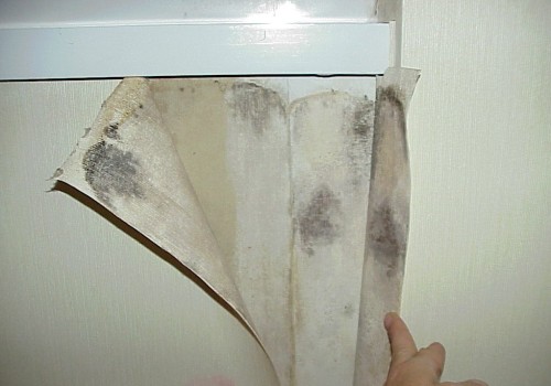 Mold Growth: Understanding the Effects and How to Handle It